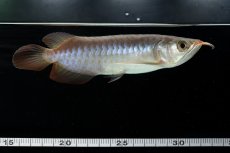 画像6: チリレッド NO.13（インドネシア産） (6)