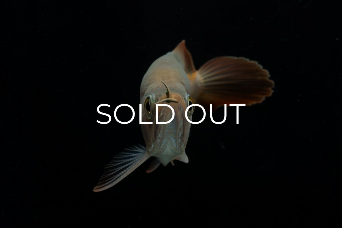 画像6: スーパーレッド ショート個体 NO.48(#2) (6)