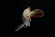 画像6: スーパーレッド ショート個体 NO.48(#2) (6)