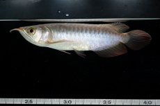 画像7: チリレッド NO.13（インドネシア産） (7)