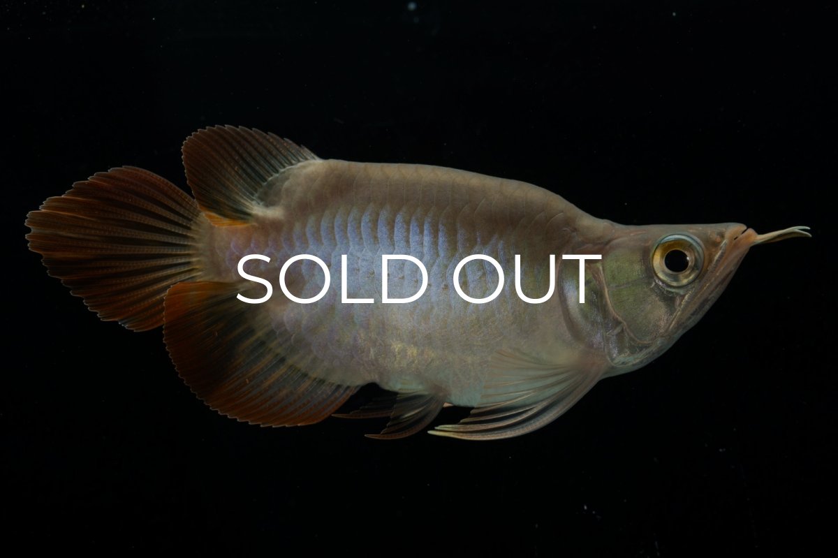 画像4: スーパーレッド ショート個体 NO.48(#2) (4)