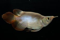 画像4: スーパーレッド ショート個体 NO.48(#2) (4)