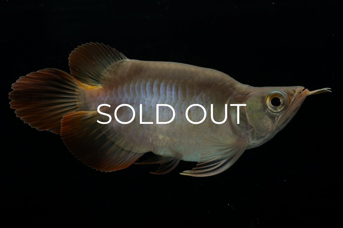 画像2: スーパーレッド ショート個体 NO.48(#2) (2)