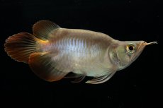 画像2: スーパーレッド ショート個体 NO.48(#2) (2)