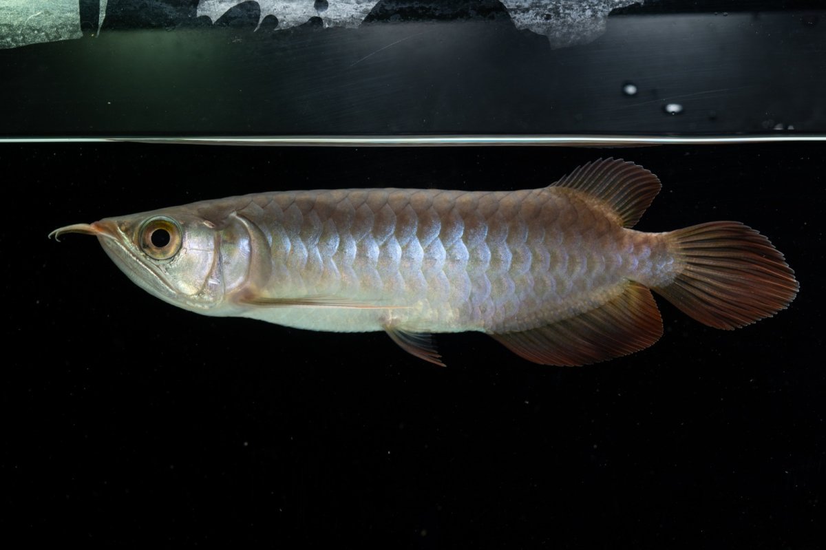 画像3: チリレッド NO.13（インドネシア産） (3)