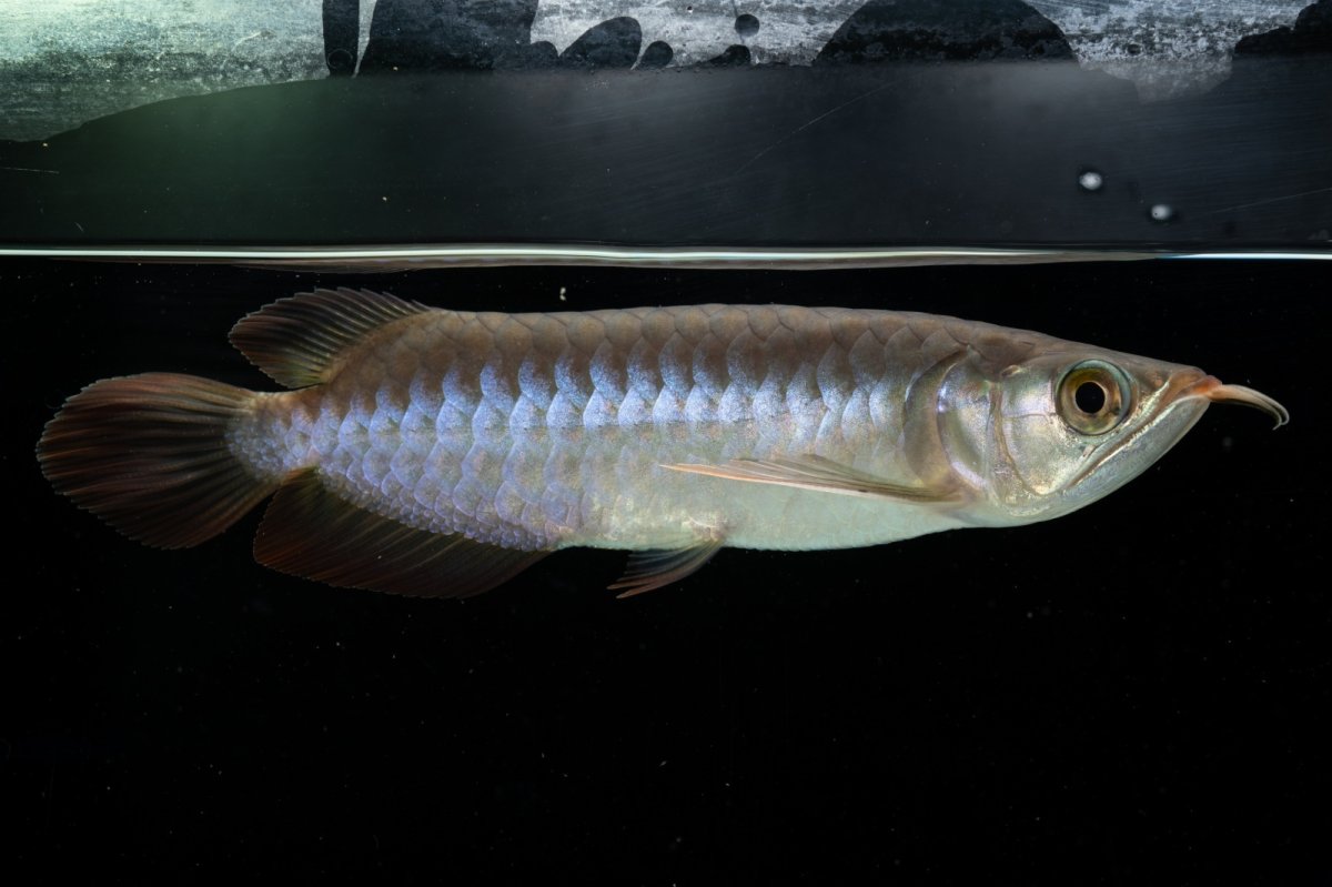 画像2: チリレッド NO.13（インドネシア産） (2)