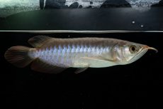 画像2: チリレッド NO.13（インドネシア産） (2)