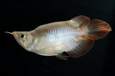 画像5: スーパーレッド ショート個体 NO.48(#2) (5)