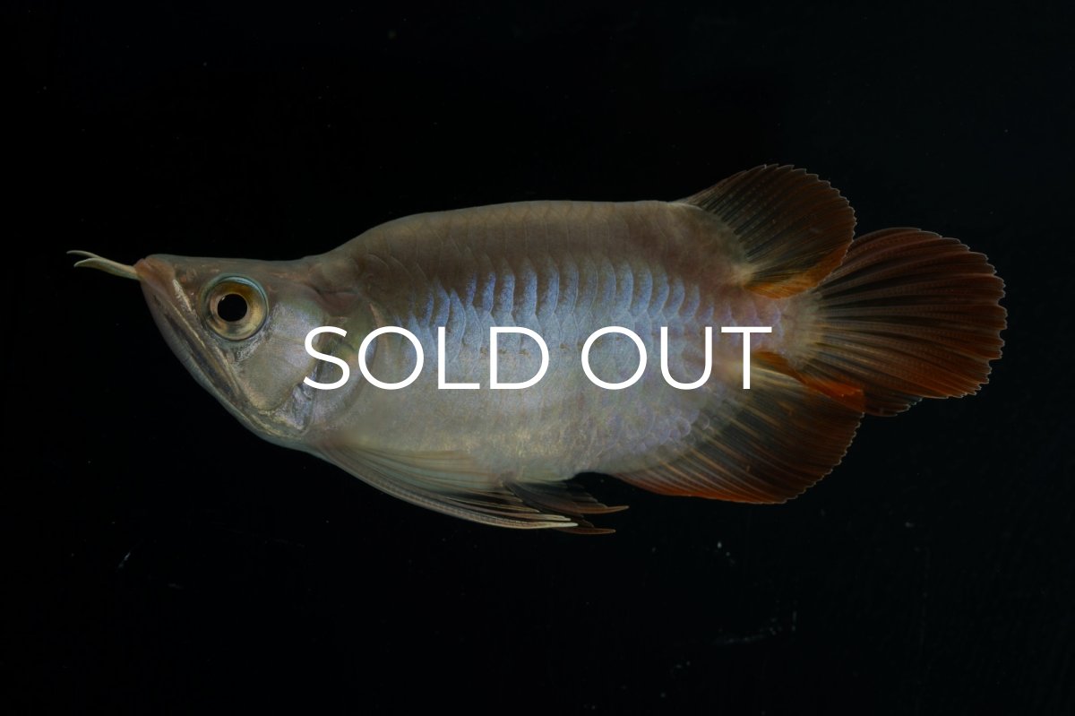 画像3: スーパーレッド ショート個体 NO.48(#2) (3)