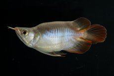 画像3: スーパーレッド ショート個体 NO.48(#2) (3)