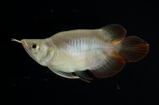 画像1: スーパーレッド ショート個体 NO.48(#2) (1)