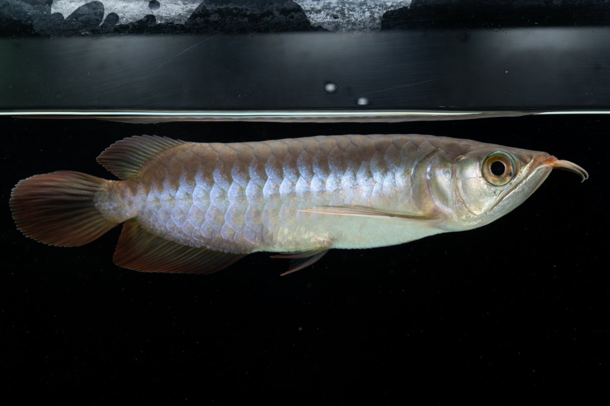 画像4: チリレッド NO.13（インドネシア産） (4)