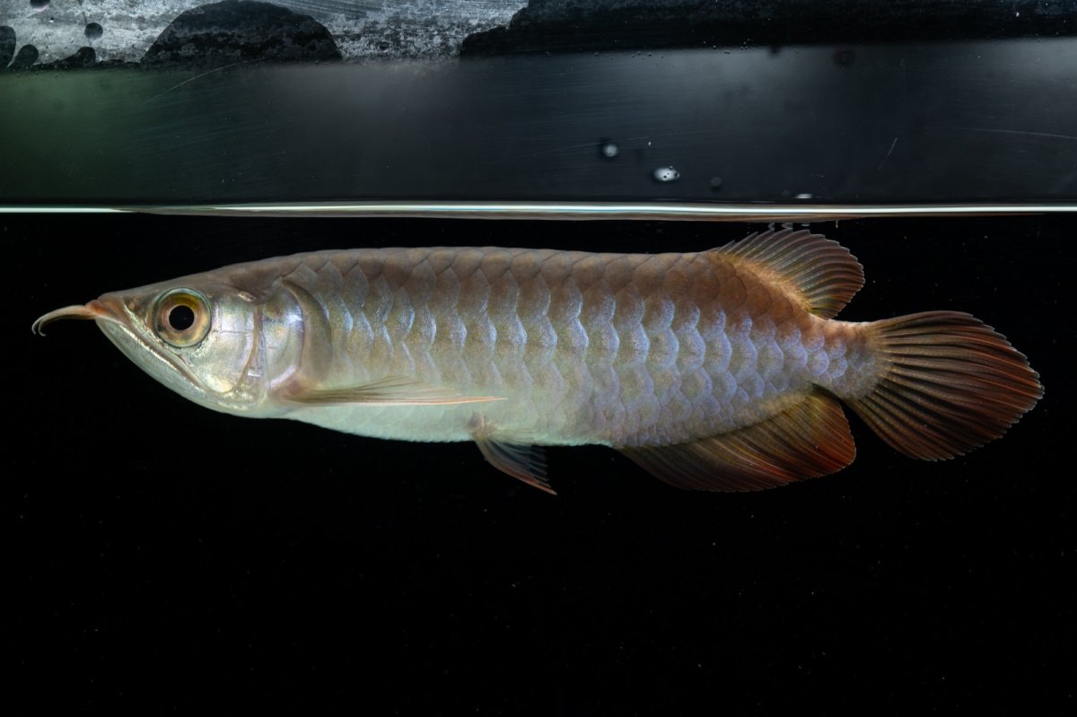 画像1: チリレッド NO.13（インドネシア産） (1)