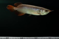 画像14: チリレッド NO.2（インドネシア産） (14)