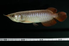 画像13: チリレッド NO.2（インドネシア産） (13)