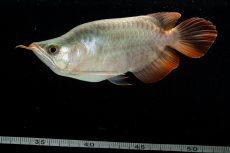 画像6: スーパーレッド ショート個体 NO.49(#3) (6)