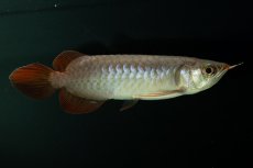 画像11: チリレッド NO.2（インドネシア産） (11)