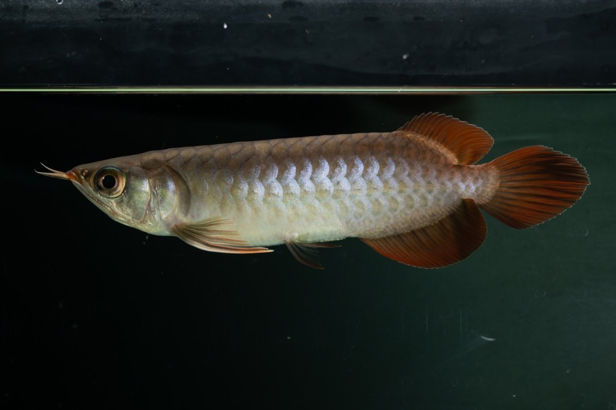 画像12: チリレッド NO.2（インドネシア産） (12)