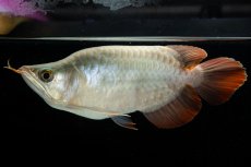 画像5: スーパーレッド ショート個体 NO.49(#3) (5)