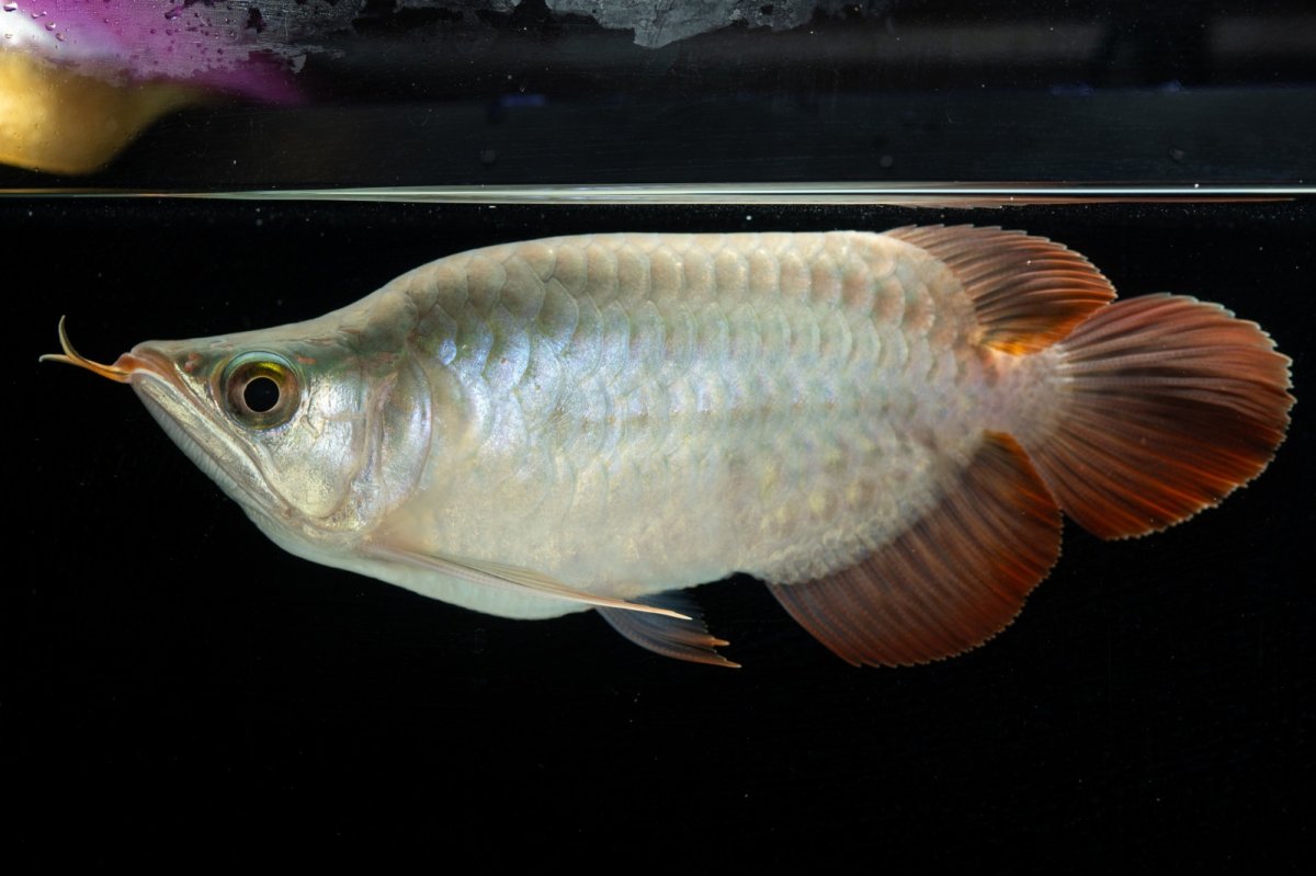 画像3: スーパーレッド ショート個体 NO.49(#3) (3)