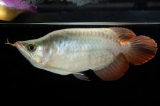 画像3: スーパーレッド ショート個体 NO.49(#3) (3)