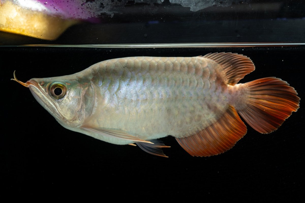 画像1: スーパーレッド ショート個体 NO.49(#3) (1)