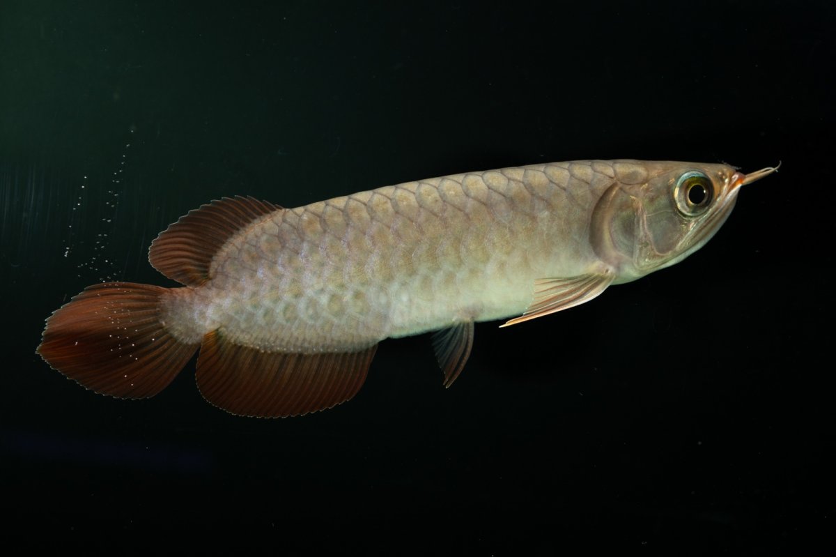 画像10: チリレッド NO.2（インドネシア産） (10)