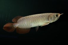 画像10: チリレッド NO.2（インドネシア産） (10)