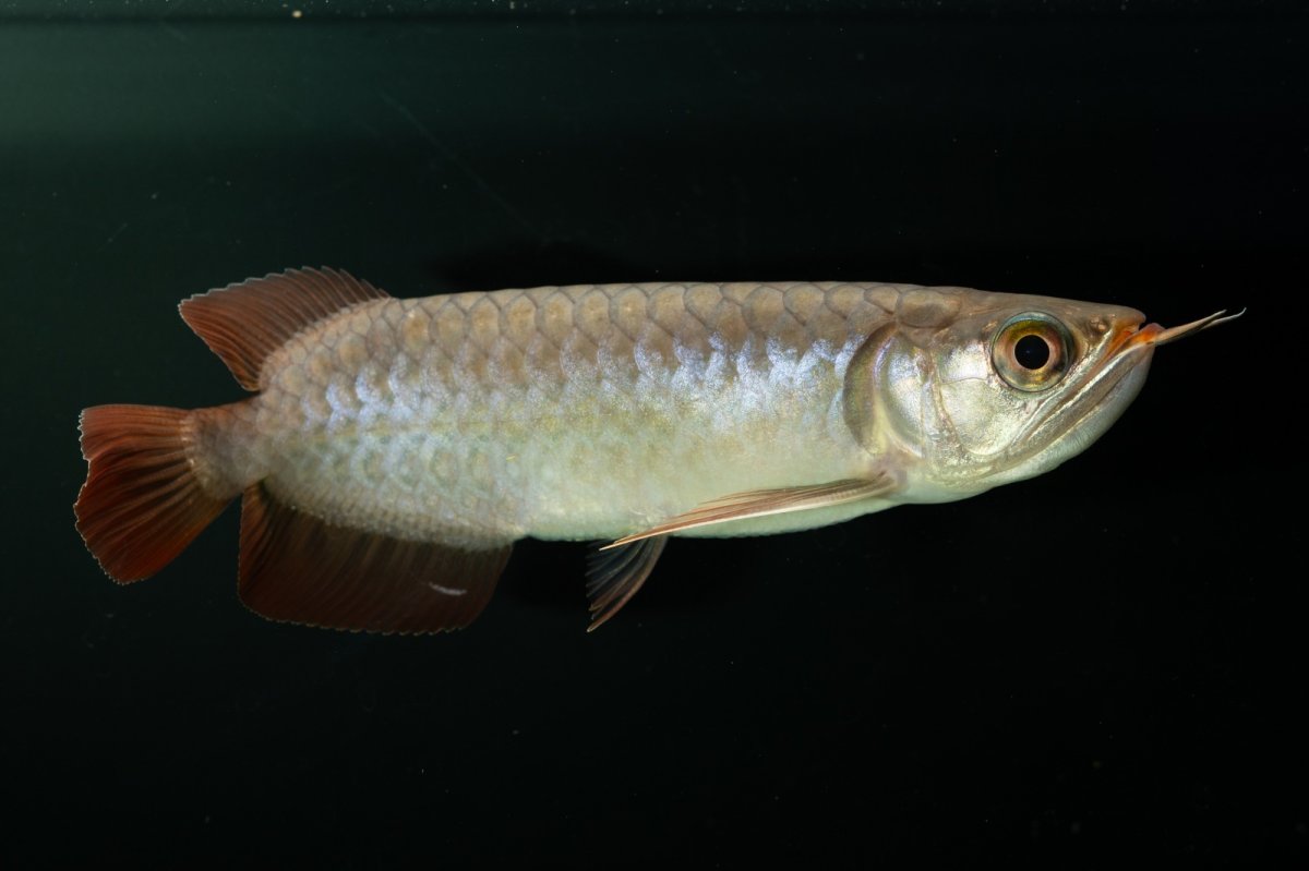 画像9: チリレッド NO.2（インドネシア産） (9)