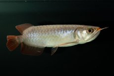 画像9: チリレッド NO.2（インドネシア産） (9)