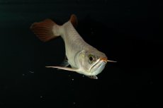 画像7: チリレッド NO.2（インドネシア産） (7)