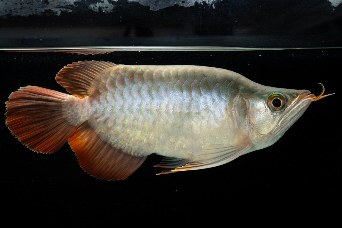 画像2: スーパーレッド ショート個体 NO.49(#3) (2)