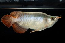 画像4: スーパーレッド ショート個体 NO.49(#3) (4)