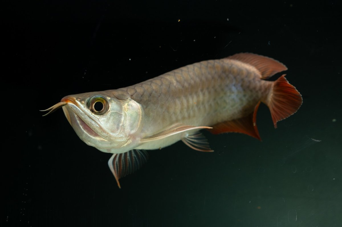 画像6: チリレッド NO.2（インドネシア産） (6)