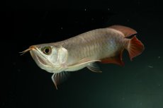 画像6: チリレッド NO.2（インドネシア産） (6)