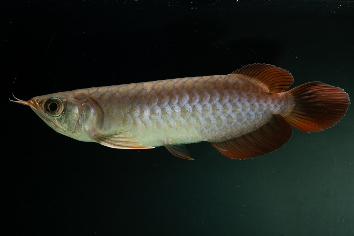 画像5: チリレッド NO.2（インドネシア産） (5)