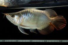 画像11: スーパーレッド ショート個体 NO.52(#8) (11)