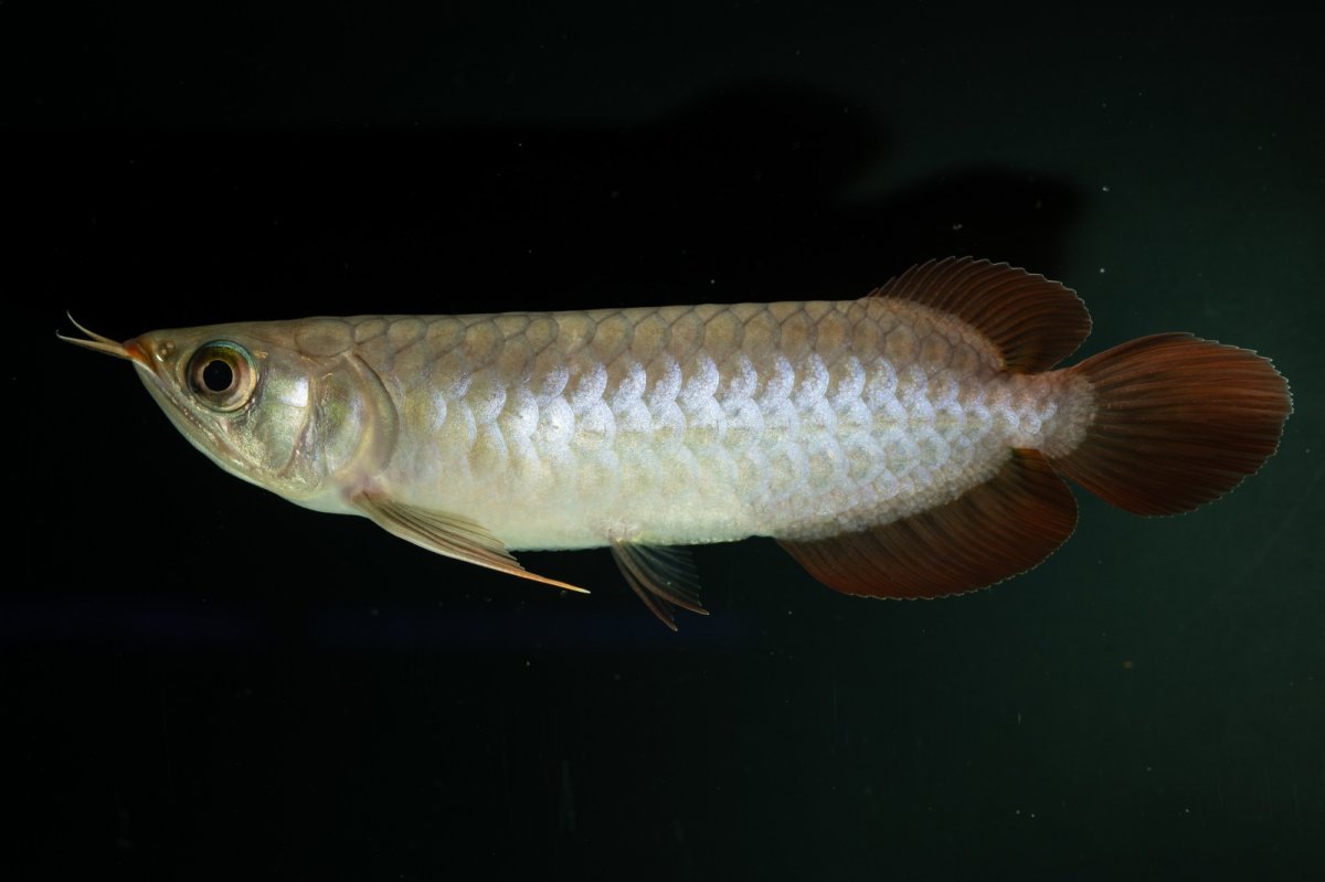 画像3: チリレッド NO.2（インドネシア産） (3)