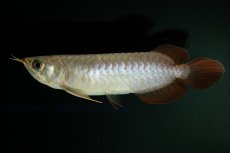 画像3: チリレッド NO.2（インドネシア産） (3)