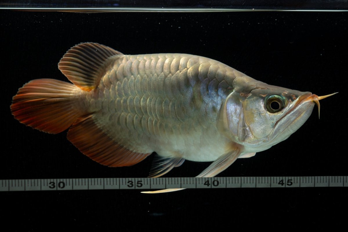 画像10: スーパーレッド ショート個体 NO.52(#8) (10)