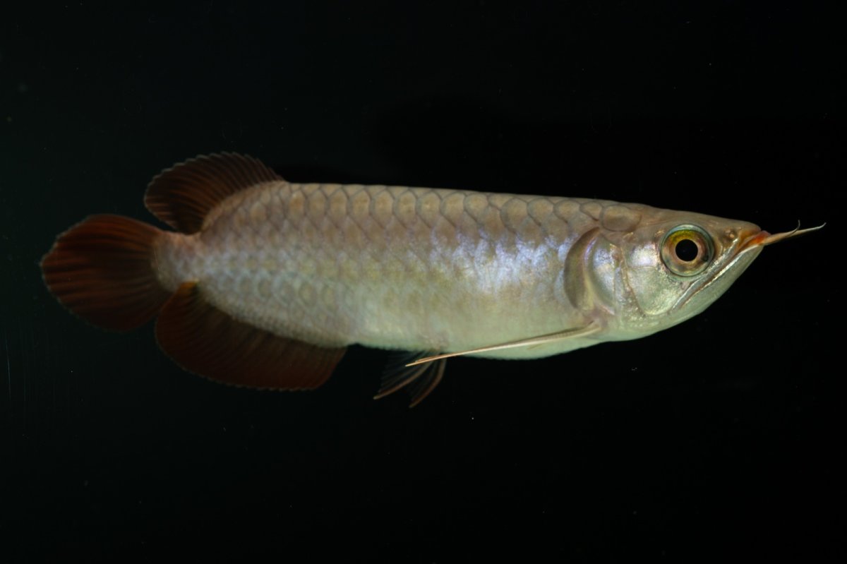 画像2: チリレッド NO.2（インドネシア産） (2)