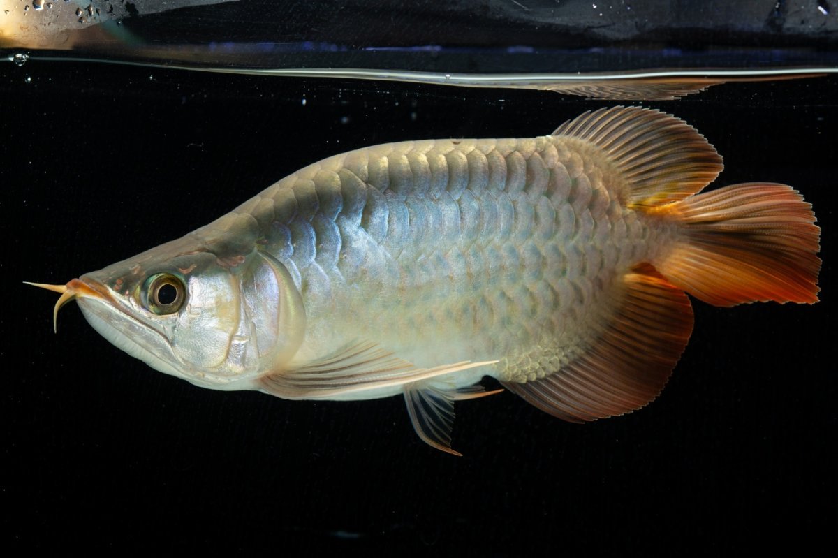 画像9: スーパーレッド ショート個体 NO.52(#8) (9)