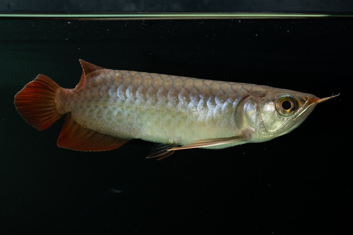 画像4: チリレッド NO.2（インドネシア産） (4)