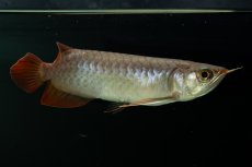 画像4: チリレッド NO.2（インドネシア産） (4)