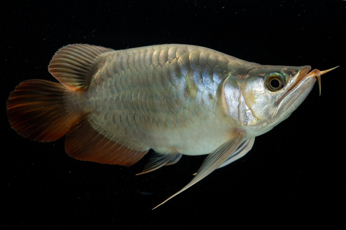 画像4: スーパーレッド ショート個体 NO.52(#8) (4)