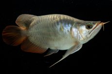 画像4: スーパーレッド ショート個体 NO.52(#8) (4)