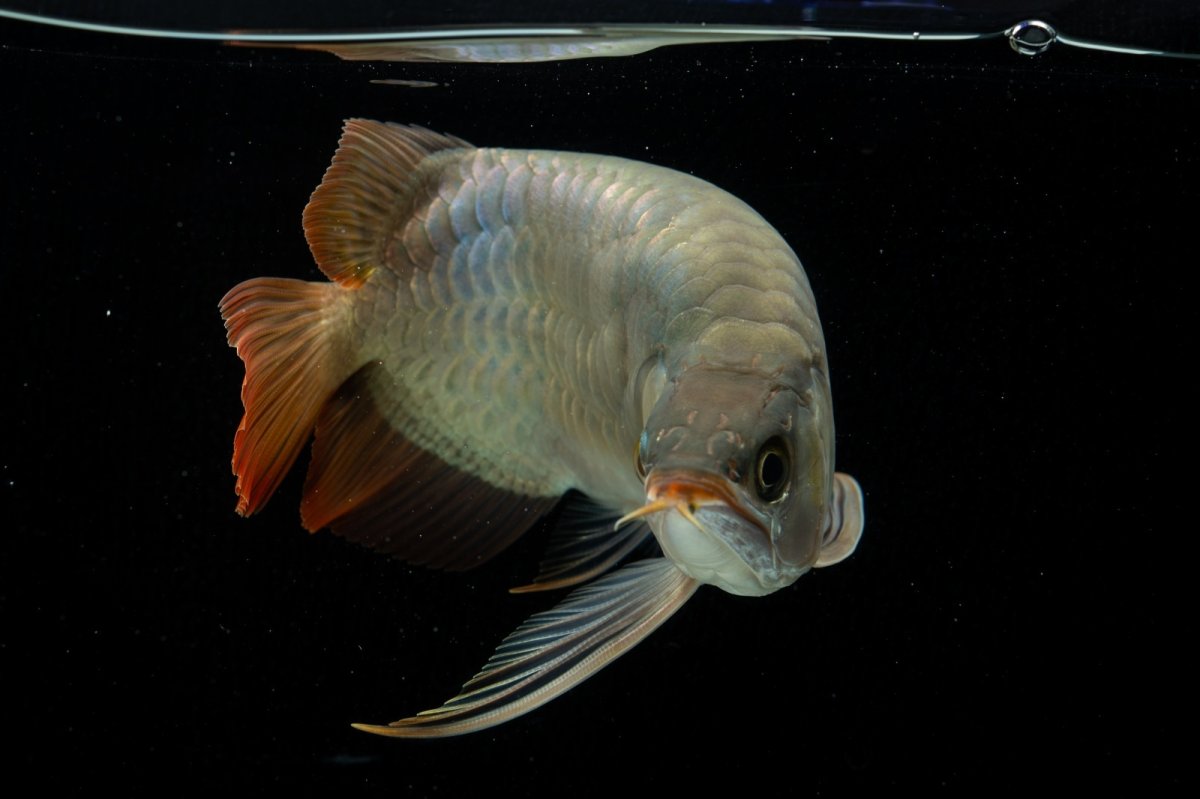 画像6: スーパーレッド ショート個体 NO.52(#8) (6)