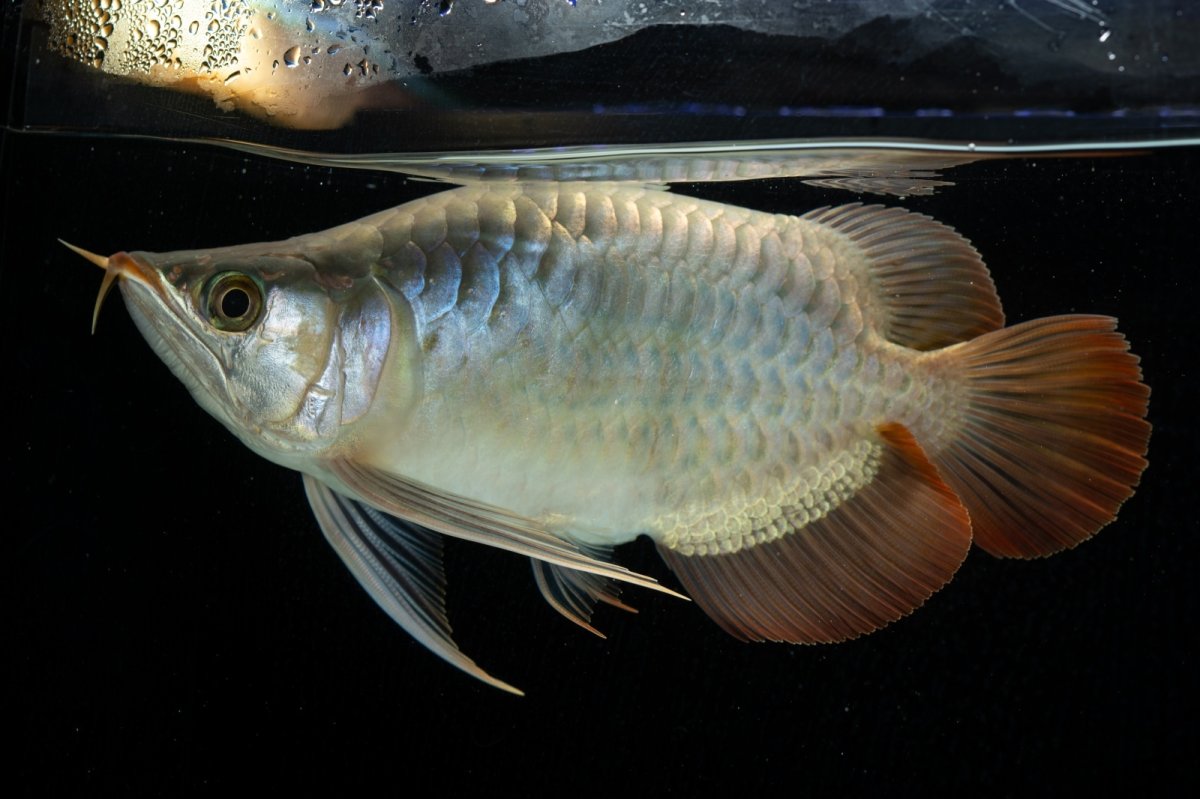 画像7: スーパーレッド ショート個体 NO.52(#8) (7)