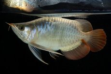 画像7: スーパーレッド ショート個体 NO.52(#8) (7)