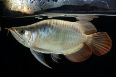 画像5: スーパーレッド ショート個体 NO.52(#8) (5)